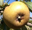 Ashmead's Kernel