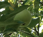 Northwestern Greening