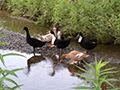 On the pond.