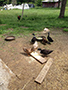 ducklings feeding