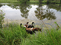 ducklings on the pond