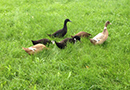 ducklings in the grass