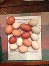 eggs on display