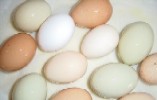 'A hen is only an egg's way of making another egg.' -- Samuel Butler