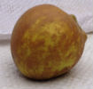 Golden Russet