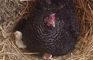 cmarans hen and chicks 2015