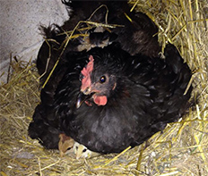bcmarans hen and chicks 2015