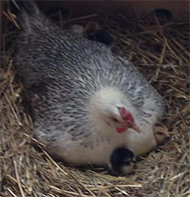 campine-dorking hen and chicks 2015
