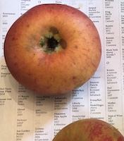 Honeycrisp