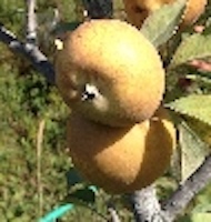 Pitmaston Pine Apple