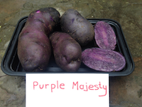 Purple Majesty