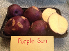 Purple Sun