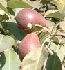 Seckel pears