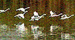 7 swans