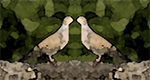 2 turtle doves